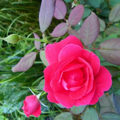 Rosier parkland 'Winnipeg Parks'