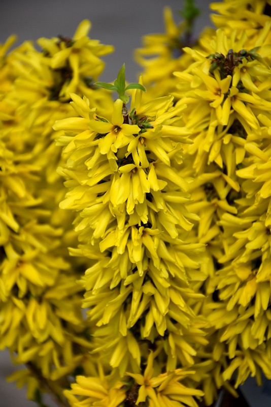 Forsythia 'Show Off Sugar Baby'