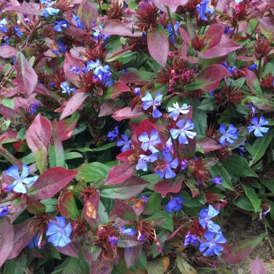 Plumbago rampant