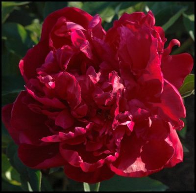Paeonia lactiflora 'Sang Gaulois'