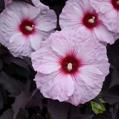 Hibiscus moscheutos 'Dark Mystery'