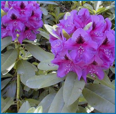 Wojnars Purple Rhododendron