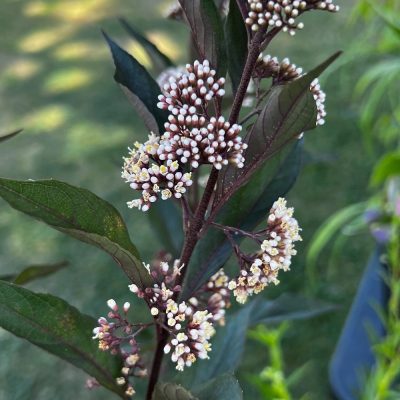 Callicarpa × 'Pearl Glam' (PW)