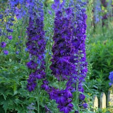 Delphinium M.F. 'Dark Blue'