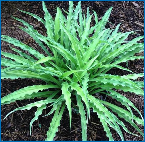 Hosta 'Curly Fries'