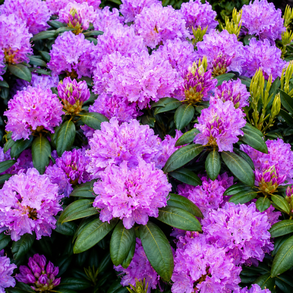 Rhododendron x 'Roseum Elegans'