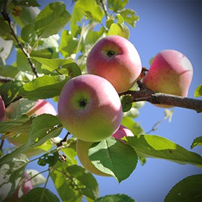 Malus domestica 'Rouville'