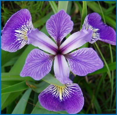 Iris versicolor