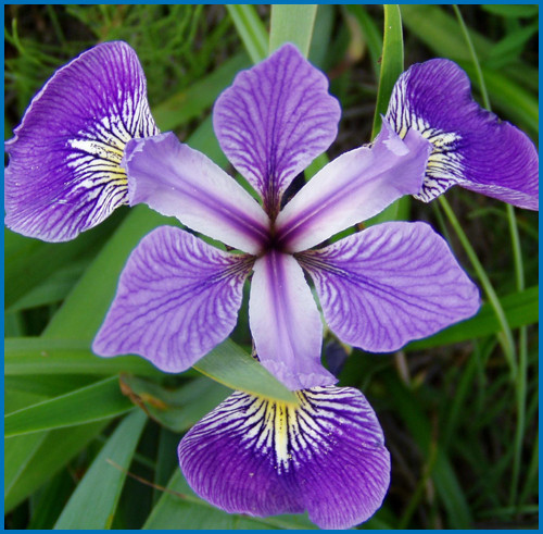 Iris versicolor