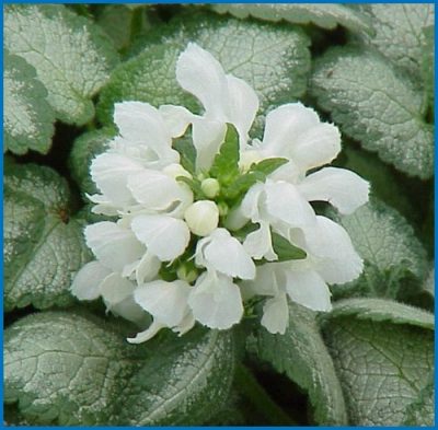 Lamium maculatum 'White Nancy'