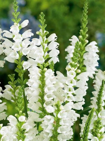 Physostegia 'Crystal Peak White' (virginiana)