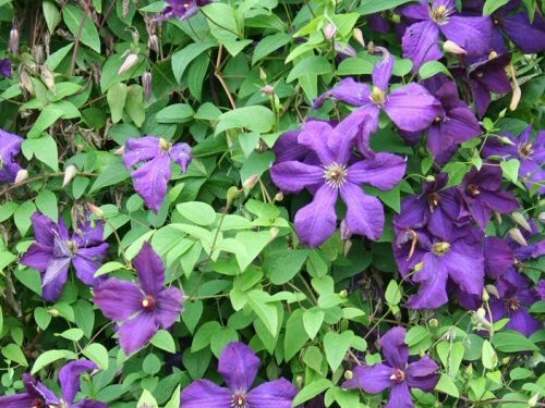 Clematite 'Jackmanii'