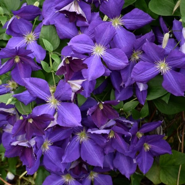 Clematite 'Jackmanii'