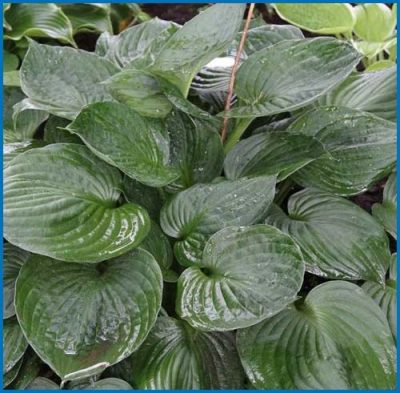 Hosta sieboldiana 'Midnight Ride'