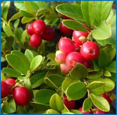 Vaccinium vitis-idaea 'Koralle'