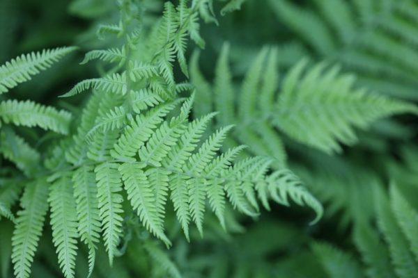 Athyrium filix-femina