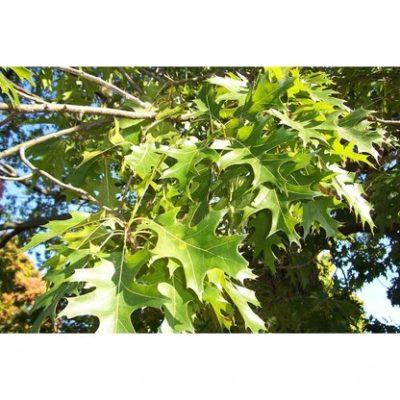 Quercus ellipsoidalis