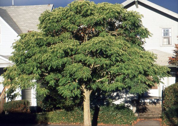 Phellodendron amurense