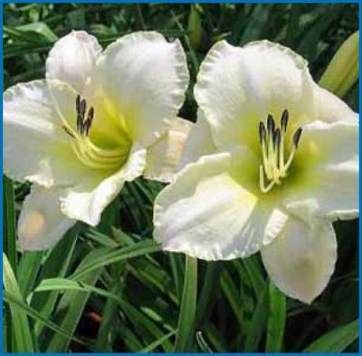 Daylily