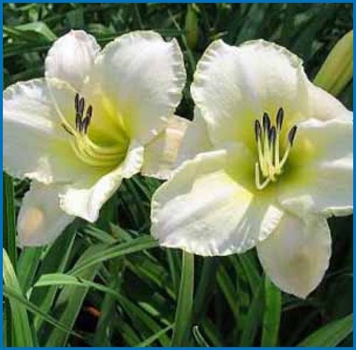 Daylily