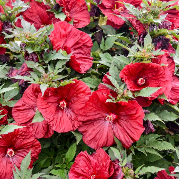 Hibiscus moscheutos 'Blackberry Merlot'