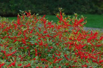 Ilex verticillata 'Red Sprite'