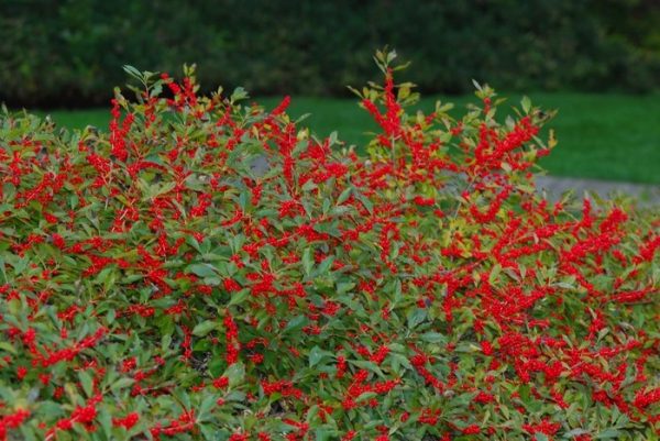 Ilex verticillata 'Red Sprite'
