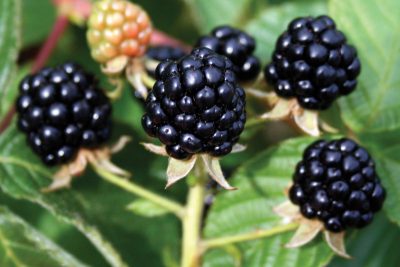 Rubus fruticosus 'Hardy Black'