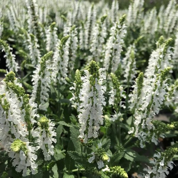 Salvia sylvestris 'Snow Hill'