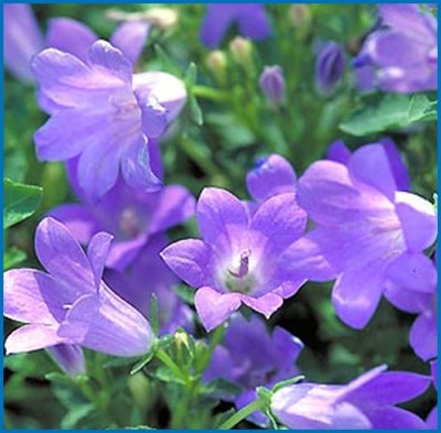 Campanula portenschlagiana 'Muralis'