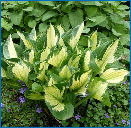 Hosta 'Whirlwind'