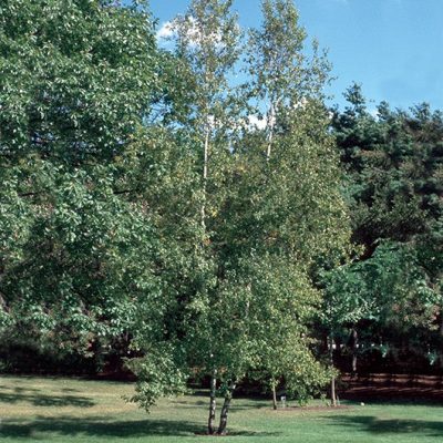 Betula populifolia