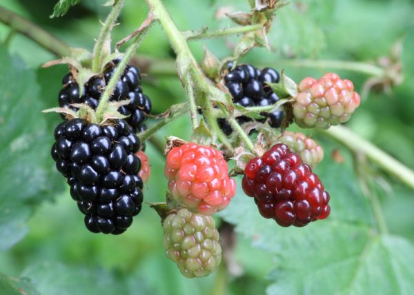 Rubus fruticosus 'Illini Hardy'