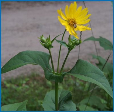 SILPHIUM perfoliatum