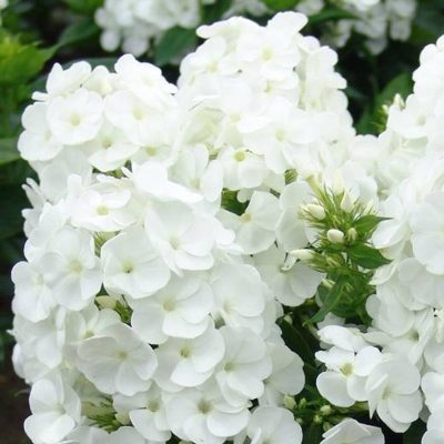 Phlox paniculé 'Younique White'