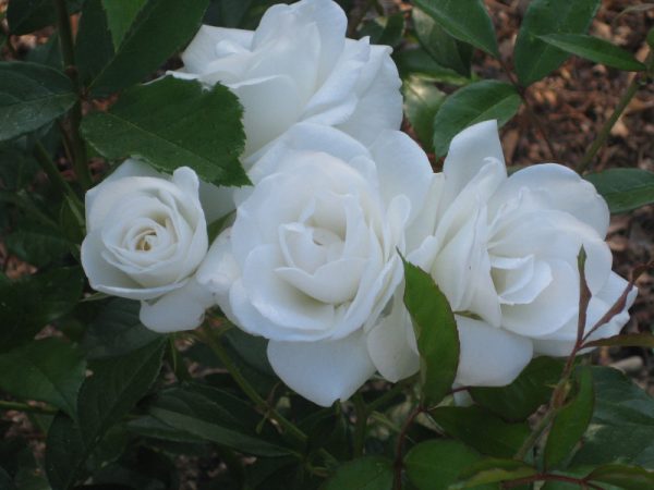 Rosier floribunda 'Iceberg'