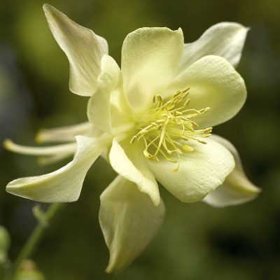 Aquilegia caerulea 'Kirigami Jaune'