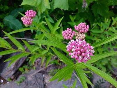 Asclepias incarnata 'Cinderella'