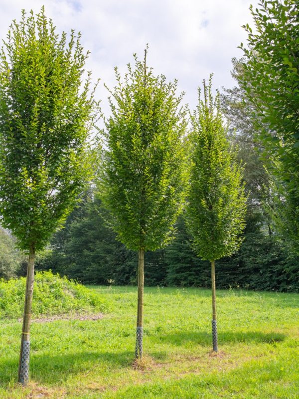 Carpinus betulus 'Fastigiata'