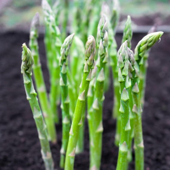 Asparagus officinalis 'Mary Washington'