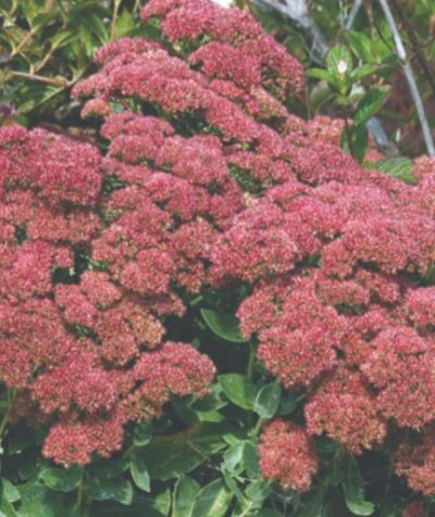 Autumn Fire Sedum