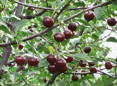 Prunus cerasus 'Romeo' (sur tige)