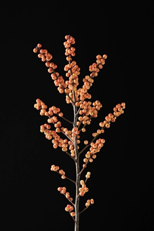 Ilex verticillata 'Magical Cresgold'