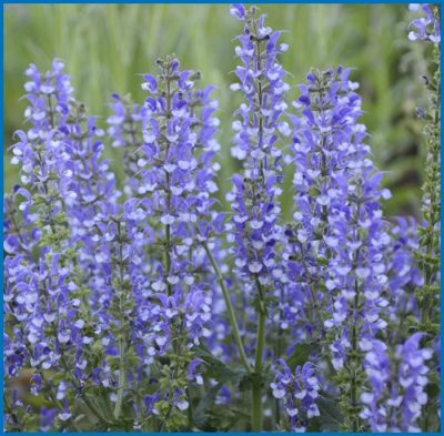 Salvia nemorosa 'Azure Snow' (PW)