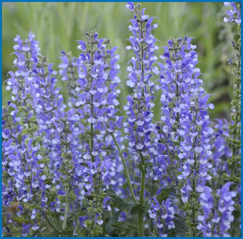 Color Spires 'Azure Snow' Perennial Salvia