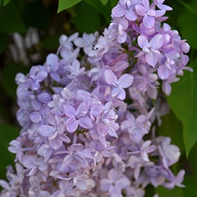 SCENTARA Double Blue