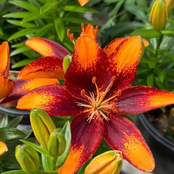 Lilium 'Tiny Lion'