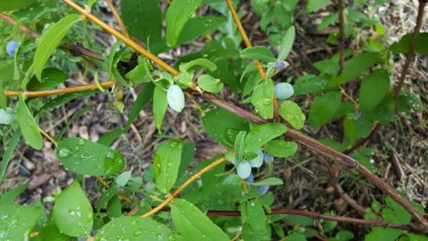 Lonicera caerulea 'Yezberry Solo'