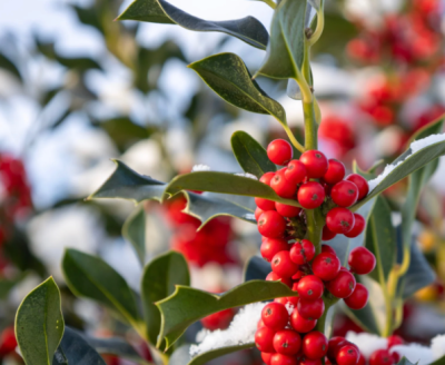 Ilex verticillata 'Oosterwijk' (mâle)