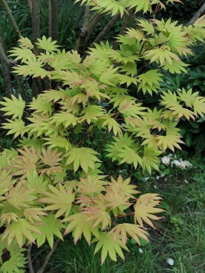 Acer circinatum 'Green Moon'